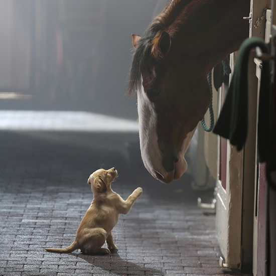 繁殖センターの子犬がバドワイザー牧場に迷い込んでしまい、そこで出会った1頭のグラズラーデールに恋してしまうという心温まる1分間のストーリー。