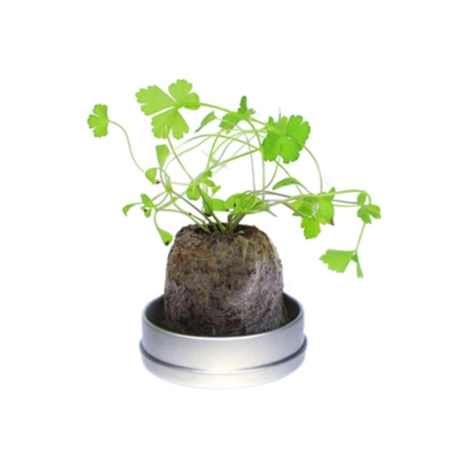 ノベルティ 栽培セット ミニ缶入り リトルハーブ イタリアンパセリ H 販促ノベルティ卸売りセンター