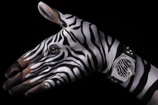 STERN ZEBRA