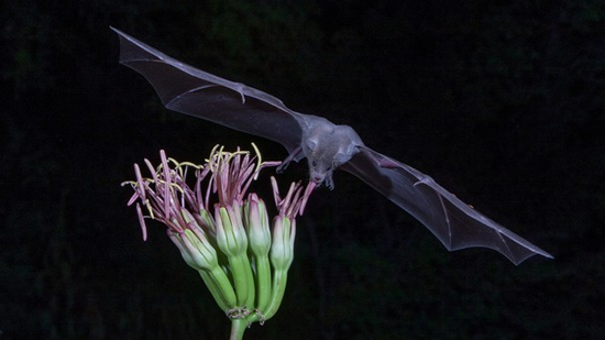 タイトル：Mexican Long Nosed Bat