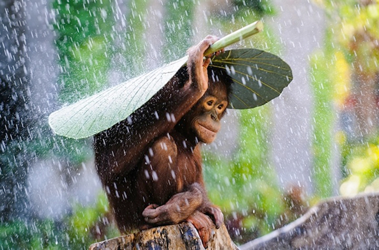 タイトル：雨の中のオランウータン