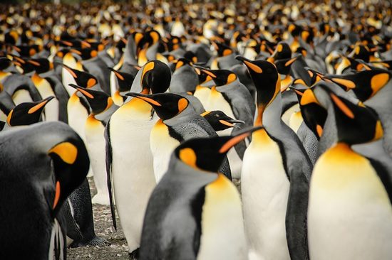 タイトル：キングペンギンの群衆の中