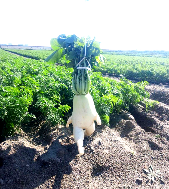 奇妙な形に思わずニッコリ、有り得ない野菜が面白すぎるｗ